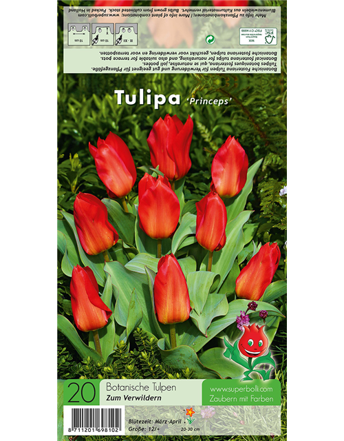 Tulpe 'Princeps'