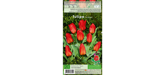 Tulpe 'Princeps'