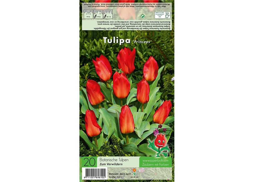 Tulpe 'Princeps'