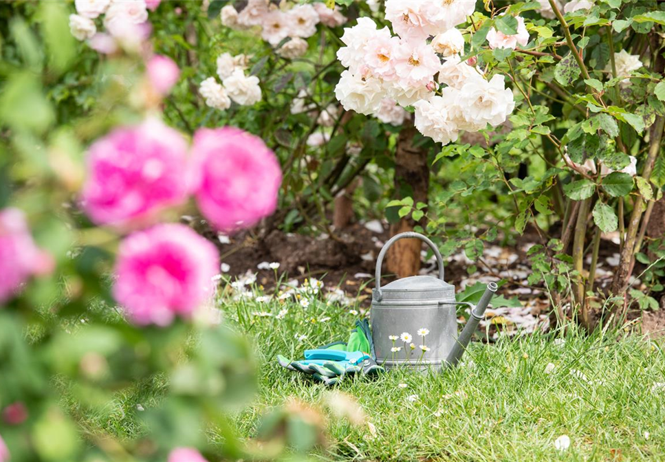 Rosen pflanzen – So erstrahlt die Königin im Garten