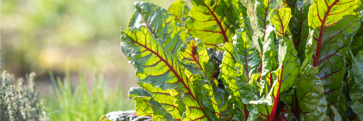 Beta vulgaris var. cicla, rot