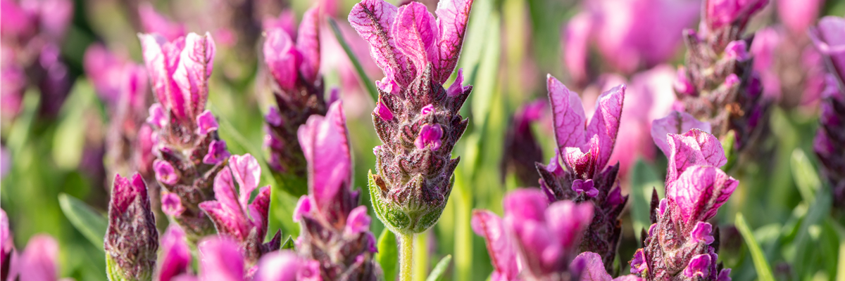 Lavandula stoechas 'Papillon'