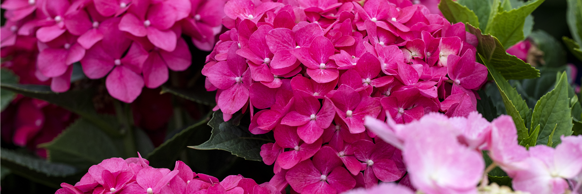 Hydrangea macrophylla, rosarot