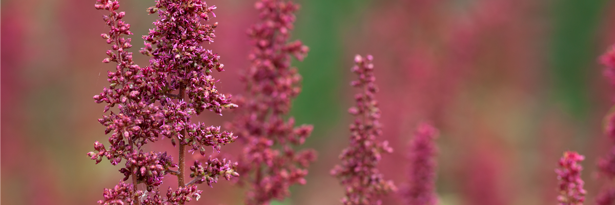 Astilbe x arendsii 'Fanal'