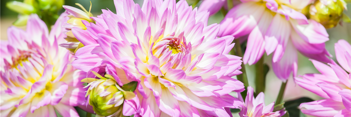 Dahlia, zweifarbig