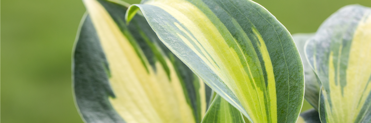 Hosta, gelbbunt