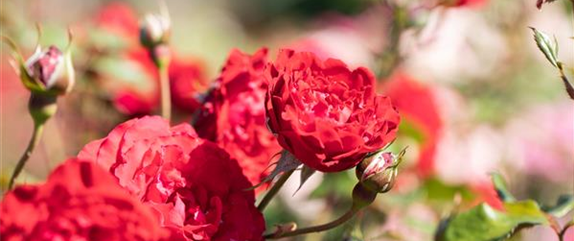 Tipps für die Gartengestaltung mit Rosen