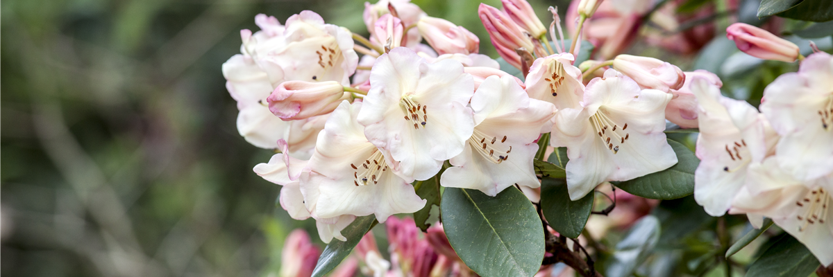 Rhododendron