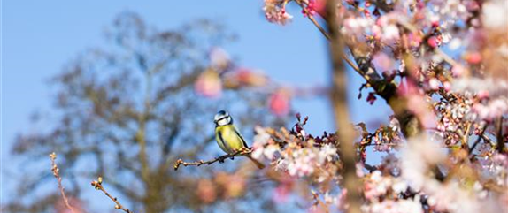 Einen stattlichen Kirschbaum im Garten anpflanzen und pflegen