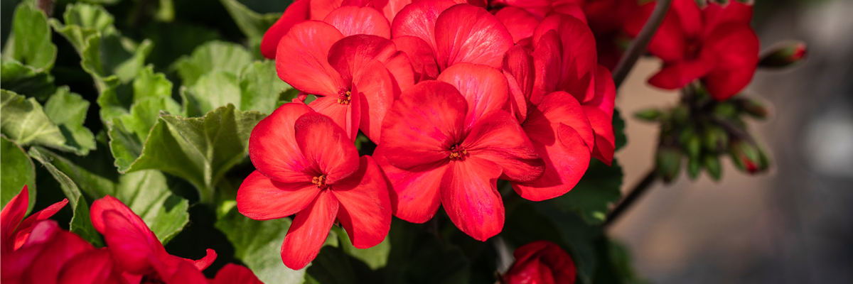 Pelargonium interspecific 'Sarita'