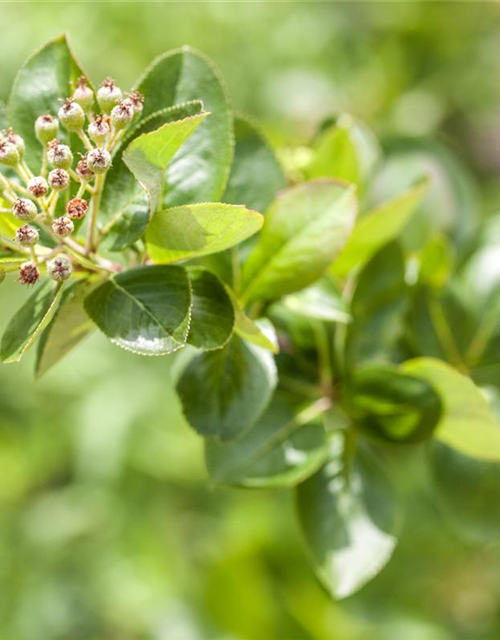 Aronia melanocarpa 'Viking' Fruchtbengel