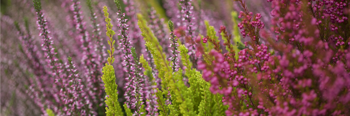 Heide Arrangement