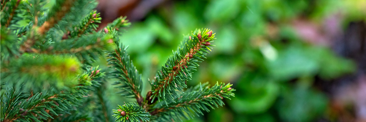 Picea abies 'Will´s Zwerg'