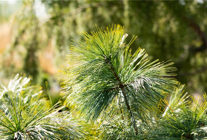 Nadelgehölze pflanzen und immer Grün im Garten haben