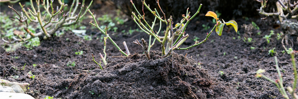 Winterschutz für Rosen - Erdhügel