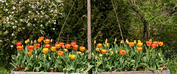 Die Vorzüge von Hochbeeten im eigenen Garten genießen