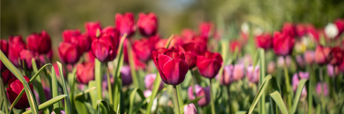 Tulipa 'Braveheart'