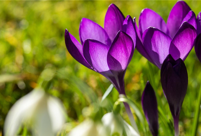 Frühblühende Zwiebeln sorgen für gute Laune im Garten