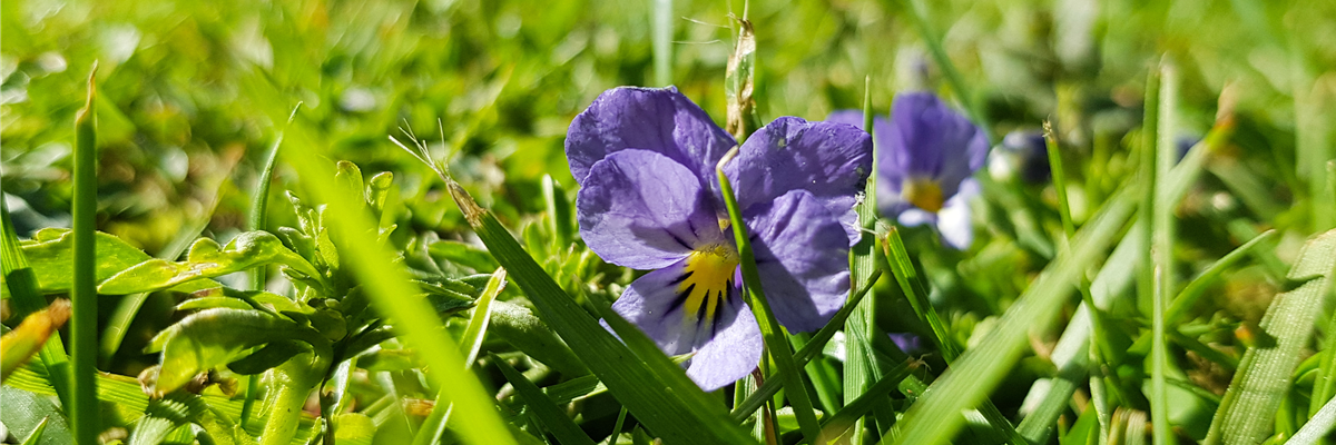 Veilchen im Rasen