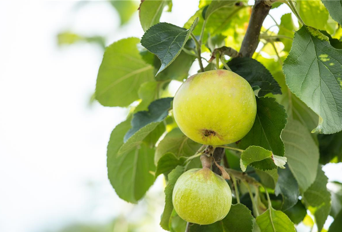 Apfel, Birne und Co. mit der Obsternte