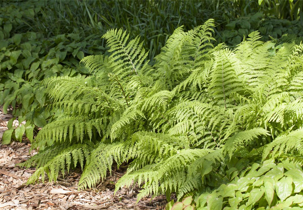 Traumhaft schön: Die dekorative Gartengestaltung mit Farnen