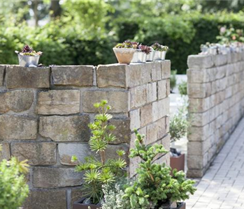 Mediterrane Pflanzen für Balkon und Terrasse machen Stimmung