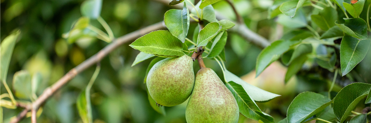 Pyrus communis