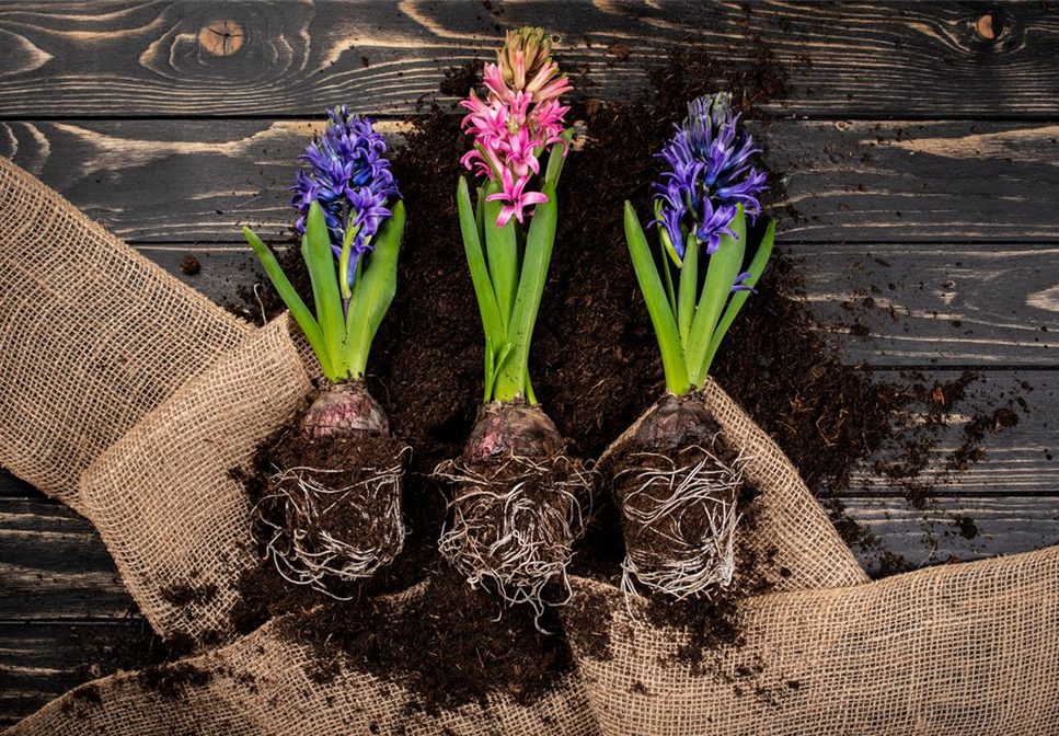 Blumenzwiebeln pflegen – was Zwiebelblüher im Jahr brauchen