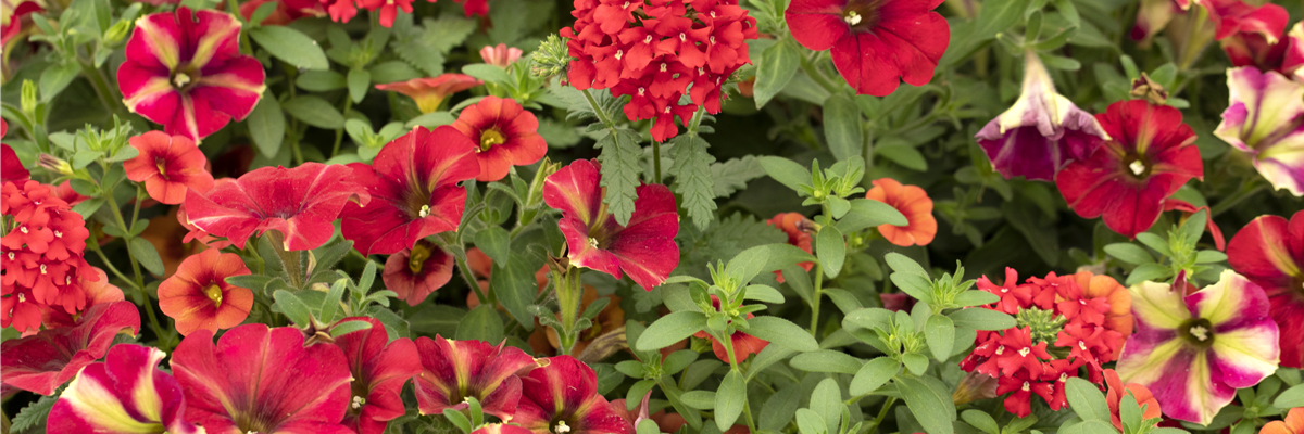 Rot blühende Verbene, Petunie und Calibrachoa