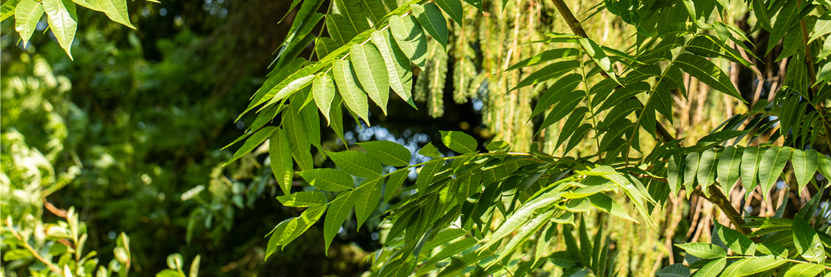 Toona sinensis