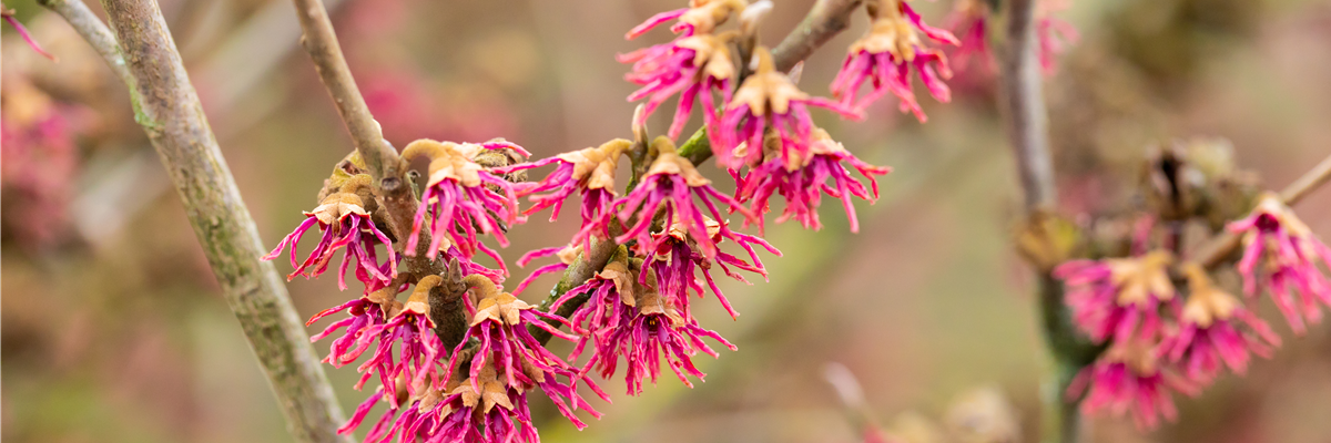 Hamamelis vernalis 'Amethyst'