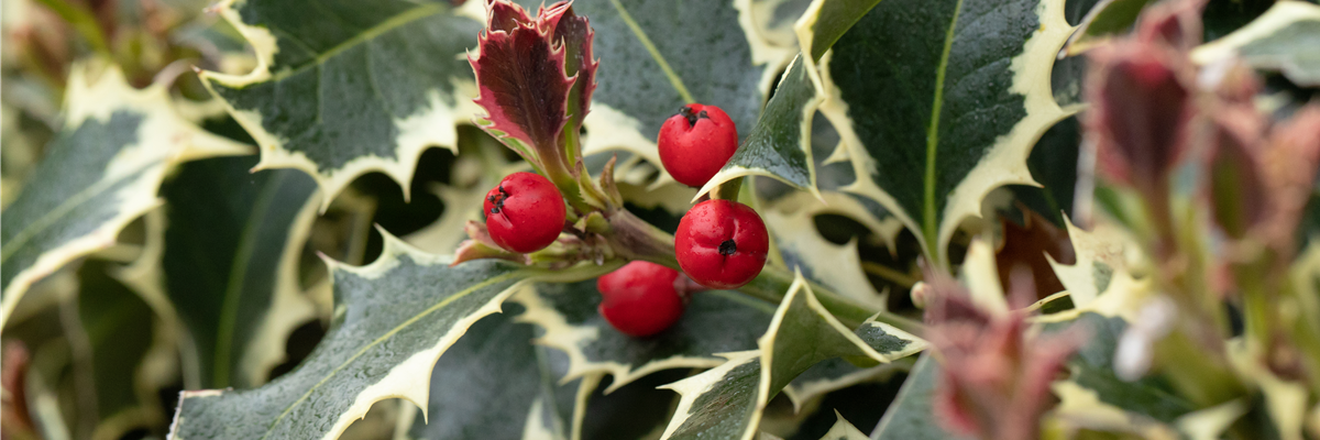 Ilex aquifolium 'Argentea Marginata'