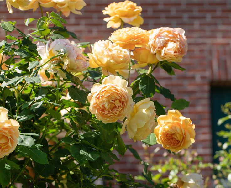 Rosen im Herbst sind schnell gepflanzt