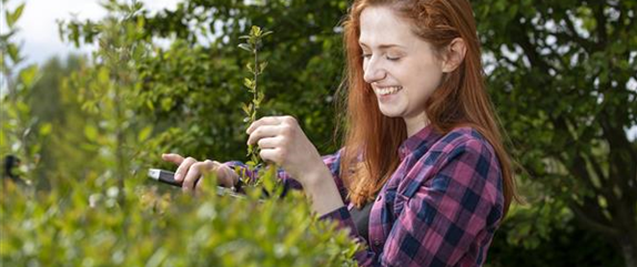 Schnipp, schnapp, Hecke ab! Heckenpflanzen schneiden im Sommer