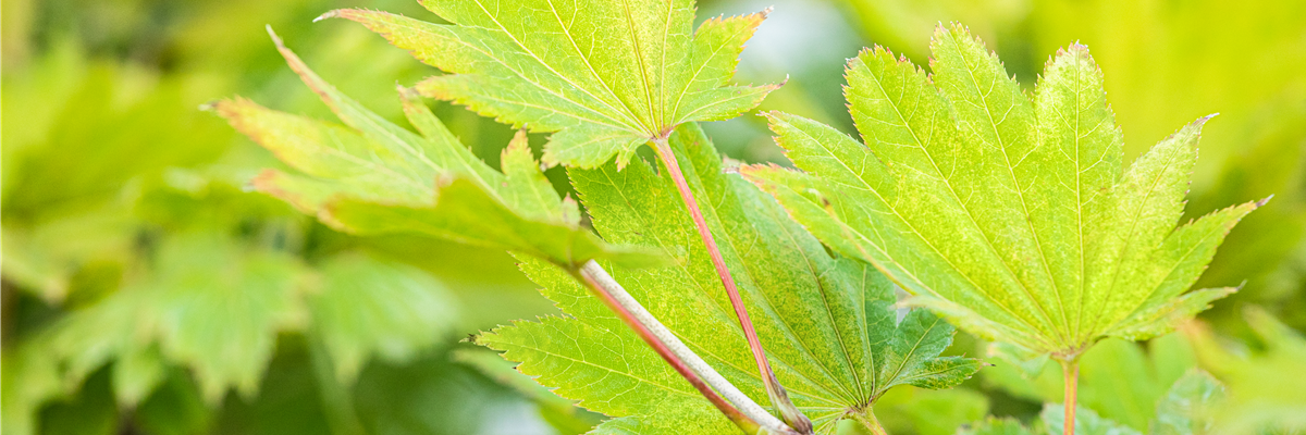 Acer shirasawanum 'Aureum'