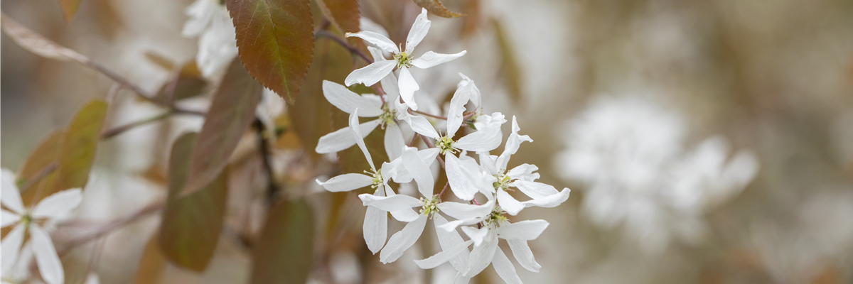 Amelanchier laevis 'Ballerina'