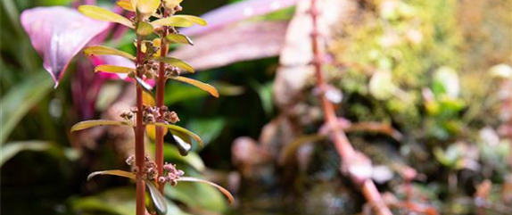 So werden Wasserpflanzen ohne Teich zum Blickfang