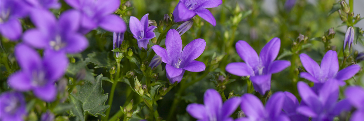 Campanula portenschlagiana, blau