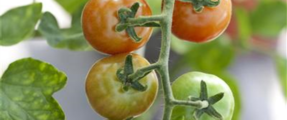 Tomaten – vielseitiges Gemüse für drinnen und draußen