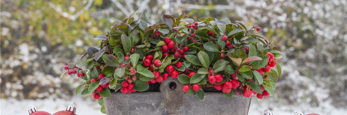 Gaultheria procumbens