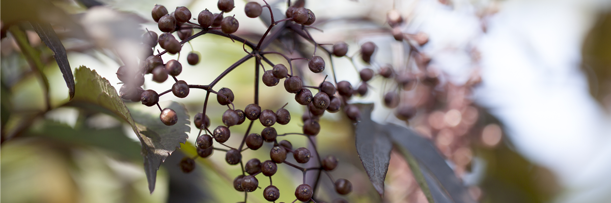 Sambucus nigra 'Black Lace'(s)