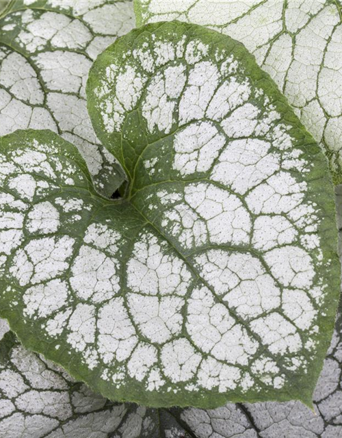 Brunnera macrophylla 'Jack Frost'®