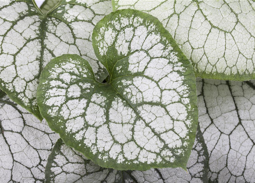 Brunnera macrophylla 'Jack Frost'®