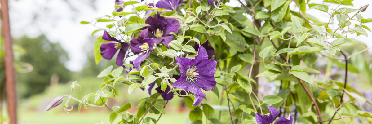 Clematis viticella 'Minuet'