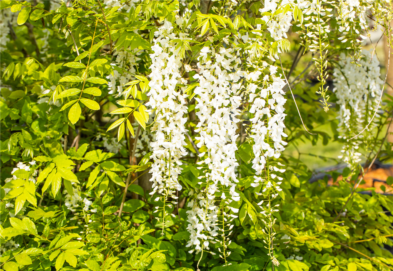 Kletterpflanzen im Sommer haben die schönsten Blüten zu bieten