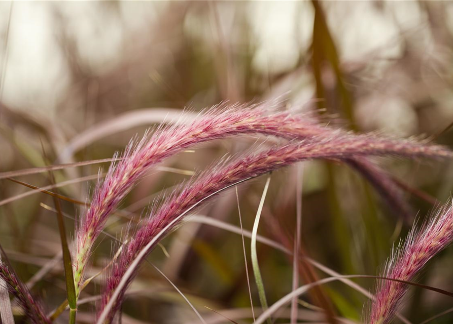 Federborstengras 'Rubrum'