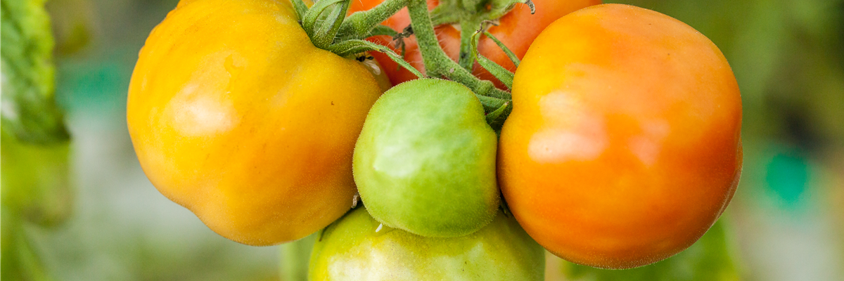 Solanum lycopersicum 'Marmande'