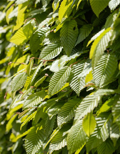 Hainbuchen-Hecke