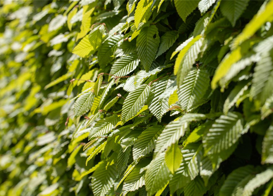 Hainbuchen-Hecke