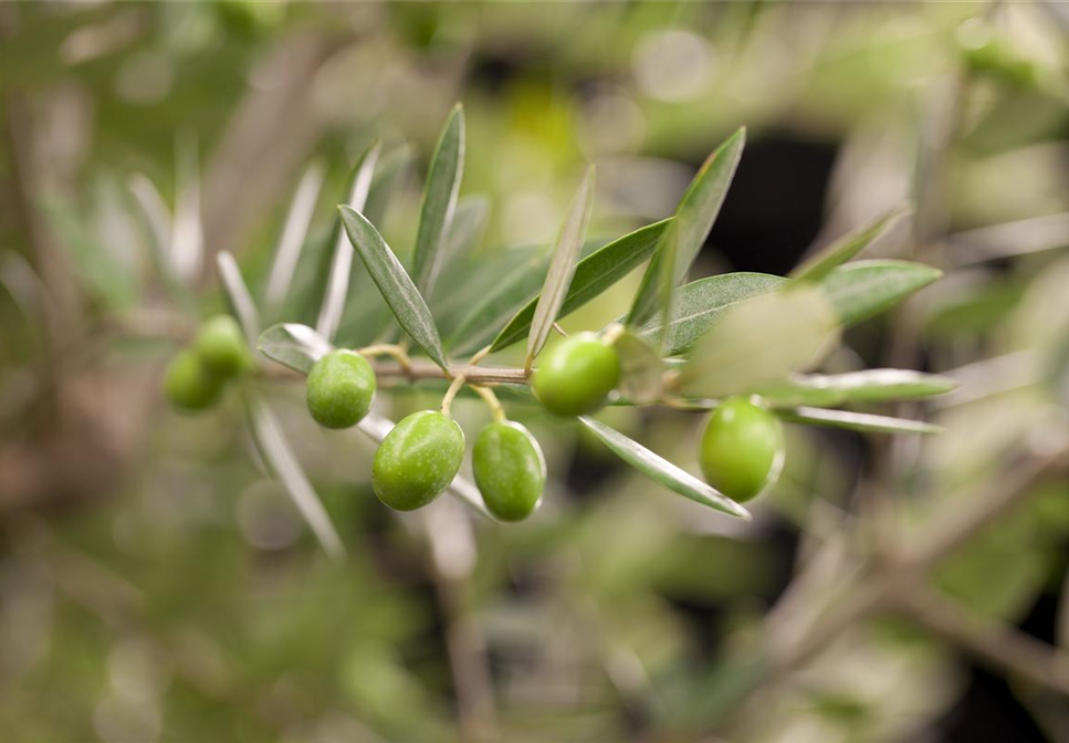 Kübelpflanzen für die Terrasse sorgen für mediterranes Flair